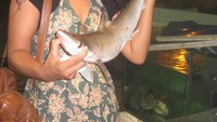 Memilih ikan-ikan segar