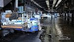Makan Sashimi di Pasar Ikan Terbesar Sedunia di Tokyo