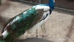 Malaysia? Bukan, Patung Dewa Ini Ada di Sumatera Utara