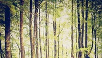 Perang-perangan buah pinus