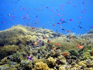 Manado yang Spesial Jo!