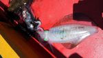 Mancing Cumi-cumi Transparan di Mamuju