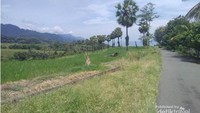 soka boba, flores, kola air panas