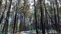 Hutan hijau di Gunung Pancar