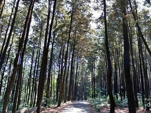 Manfaatkan Libur Sekolah Dengan Berwisata ke Gunung Pancar di Bogor