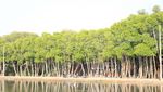 Mangrove Morodemak, Surga Tersembunyi di Pesisir Pantai Demak