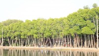 Pohon Mangrove yang Lebat nan Luas di Pesisir Pantai Morodemak