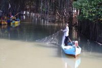 Mangrove Morodemak, Surga Tersembunyi Di Pesisir Pantai Demak