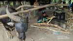 Manisan Tebu, Buah Tangan yang Manis Dari Aceh