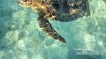 Maratua, Maldives dari Indonesia
