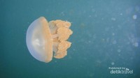 Stingless Jelly Fish di Pulau Derawan