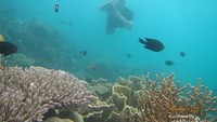 Snorkeling di Pulau Kecil