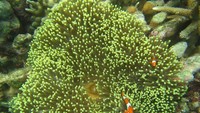Nemo di Pulau Sintok