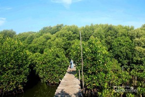 Masih Libur? Yuk Jelajah Hijaunya Hutan Mangrove Jakarta