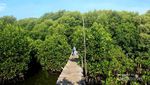 Masih Libur? Yuk Jelajah Hijaunya Hutan Mangrove Jakarta