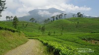 Jalanan di kebun teh dan pemadangan Gunung Cikurai