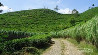 Jalanan sepanjang kebun teh yang penuh rumput gajah melambai