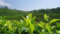 Kebun Teh di Pemancar
