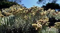 Edelweiss Alun-alun SUrya Kencana (Captured by Eno Sumarno)