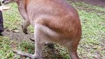 Mau Bermain di Taman Safari Terluas Se-Asia, Jawa Timur Tempatnya