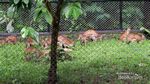 Mau Bermain di Taman Safari Terluas Se-Asia, Jawa Timur Tempatnya
