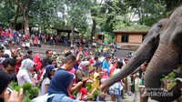 Selain walabi, kamu juga bisa memberi makan Gajah Sumatera dengan membayar sepuluh ribu rupiah per orang.