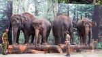 Mau Bermain di Taman Safari Terluas Se-Asia, Jawa Timur Tempatnya