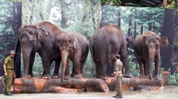 Salah satu pertunjukan hewan di Taman Safari Prigen, yaitu pertunjukan Gajah Sumatera.