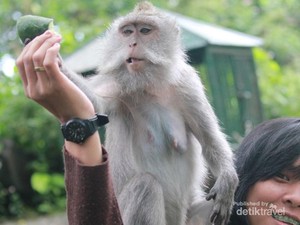 Mau Dong Buahnya!