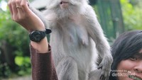 Bercengkerama dengan monyet