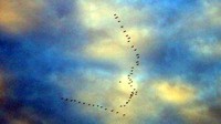 Burung dan pagi