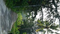 Pulau Tidung kecil dimanfaatkan untuk budidaya mangrove