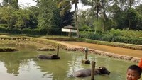 Mandikan kerbau di Taman Buah Mekarsari yuk