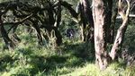 Mau Mendaki di NTT, Coba ke Gunung Mutis