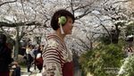 Mau Menikmati Sakura di Jepang? Ini 5 Tempat Terbaiknya