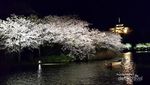 Mau Menikmati Sakura di Jepang? Ini 5 Tempat Terbaiknya