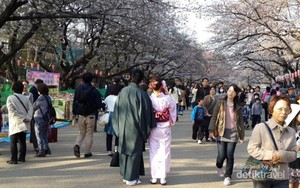 Mau Menikmati Sakura di Jepang? Ini 5 Tempat Terbaiknya