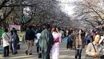 Mau Menikmati Sakura di Jepang? Ini 5 Tempat Terbaiknya