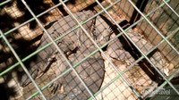 Biawak di kebun bintang mini