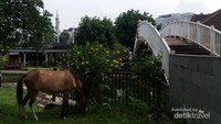 Kuda yang dapat disewa