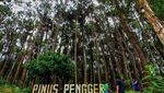 Mau Wisata Romantis, Ajak Pasangan Kamu ke Hutan Pinus di Bantul