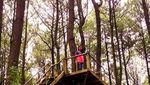 Mau Wisata Romantis, Ajak Pasangan Kamu ke Hutan Pinus di Bantul