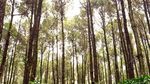 Mau Wisata Romantis, Ajak Pasangan Kamu ke Hutan Pinus di Bantul