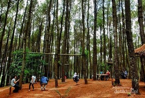 Mau Wisata Romantis, Ajak Pasangan Kamu ke Hutan Pinus di Bantul