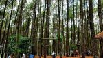 Mau Wisata Romantis, Ajak Pasangan Kamu ke Hutan Pinus di Bantul