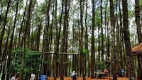 Suasana pengunjung Hutan Pinus Pengger