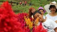 Salah satu bunga di Kutabawa Flower Garden Purbalingga