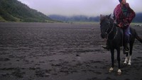 Kuda Bromo