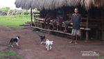 Megahnya Desa Adat Ratenggaro di Sumba