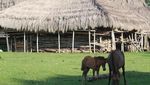Megahnya Desa Adat Ratenggaro di Sumba